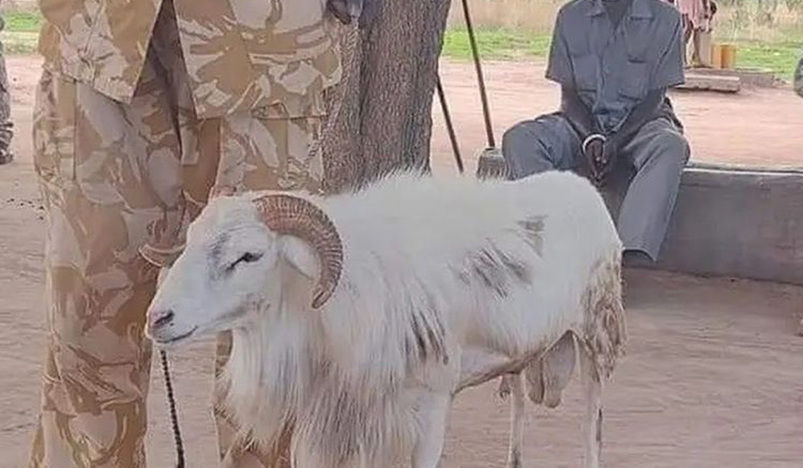 The guilty ram that killed an old woman in South Sudan